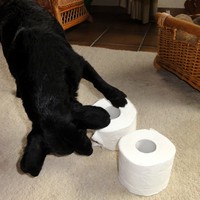 Toilettenpapierrollen als Schnüffelspiel