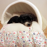 Decke & Kopfkissen für den Hund selber nähen 